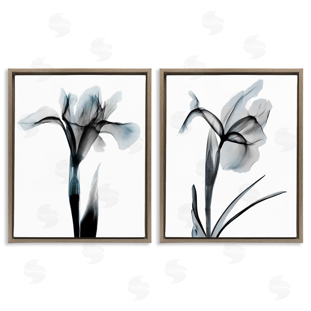 Albert Koetsier Contrast Black & Blue Flowers Brown Floating Frame Canvas Wall Art Print