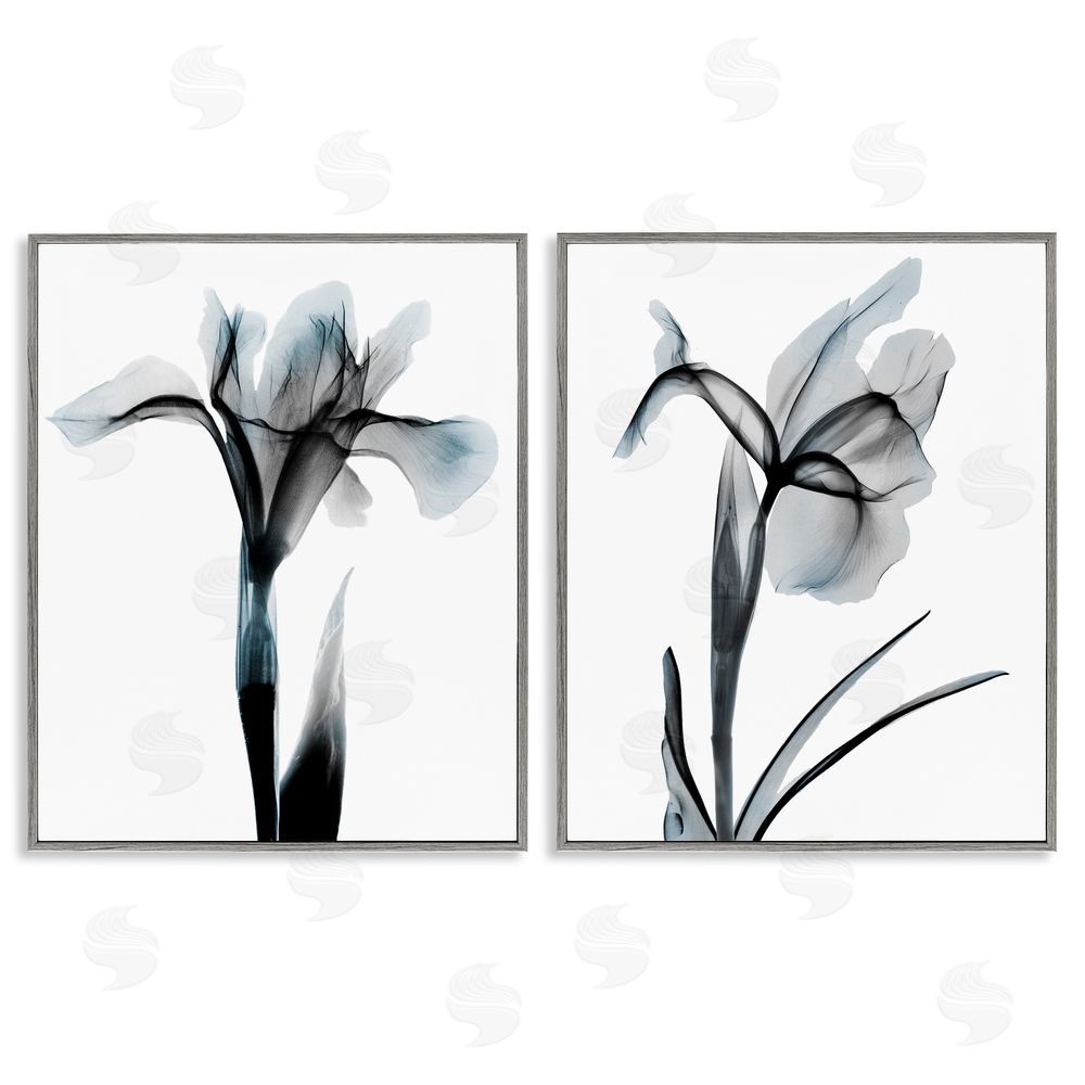 Albert Koetsier Contrast Black & Blue Flowers Gray Framed Giclee Wall Art Print