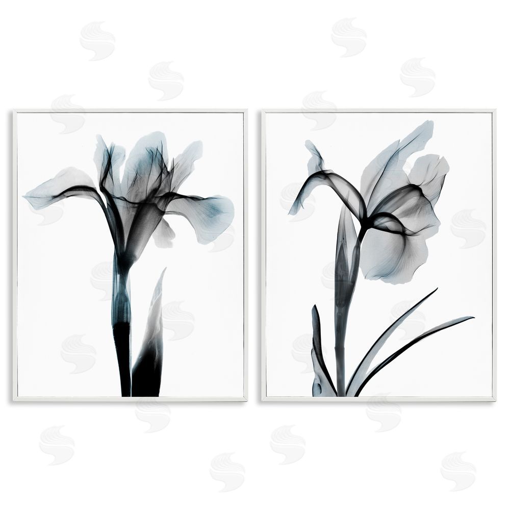 Albert Koetsier Contrast Black & Blue Flowers White Framed Giclee Wall Art Print