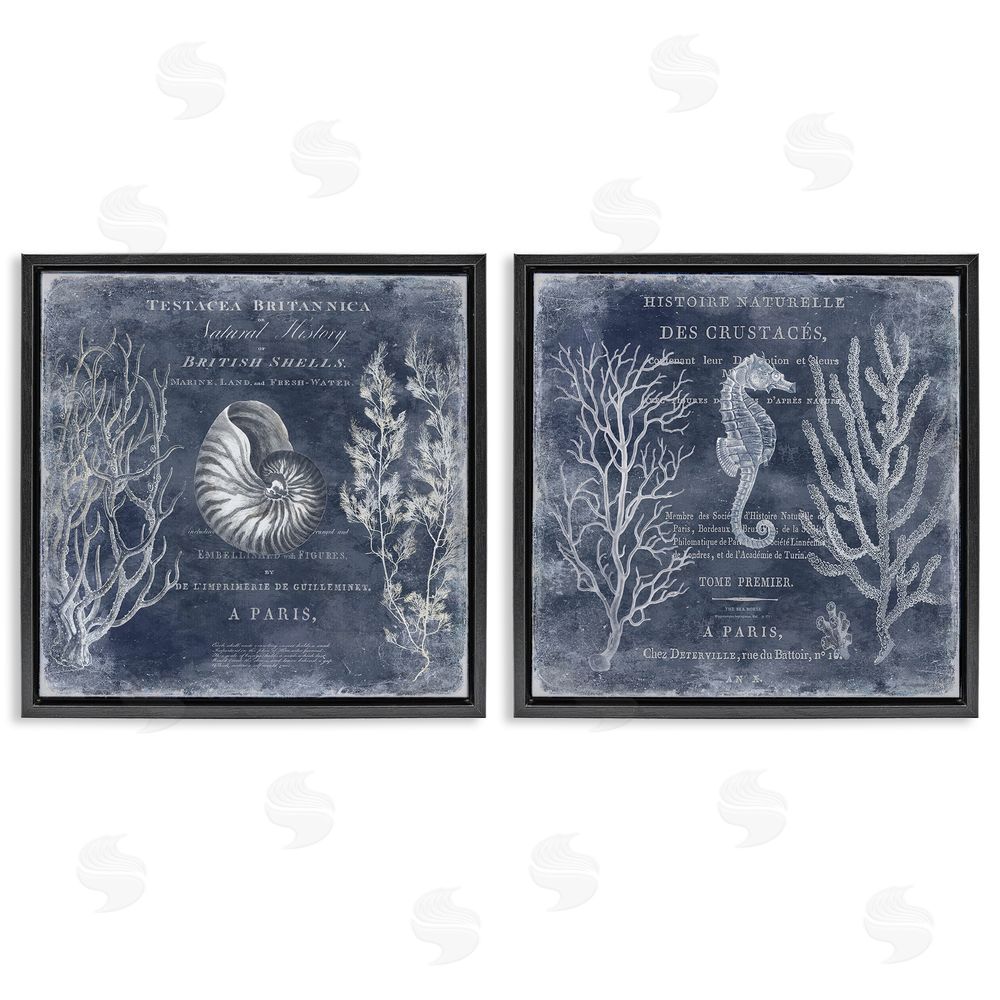 Deborah Devellier Vintage European Shells & Seahorse Black Floating Frame Canvas Wall Art Print