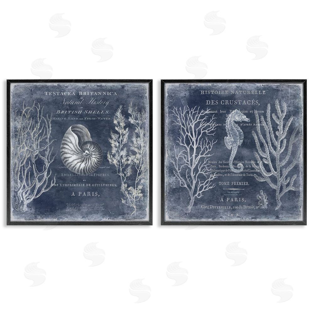 Deborah Devellier Vintage European Shells & Seahorse Black Framed Giclee Wall Art Print