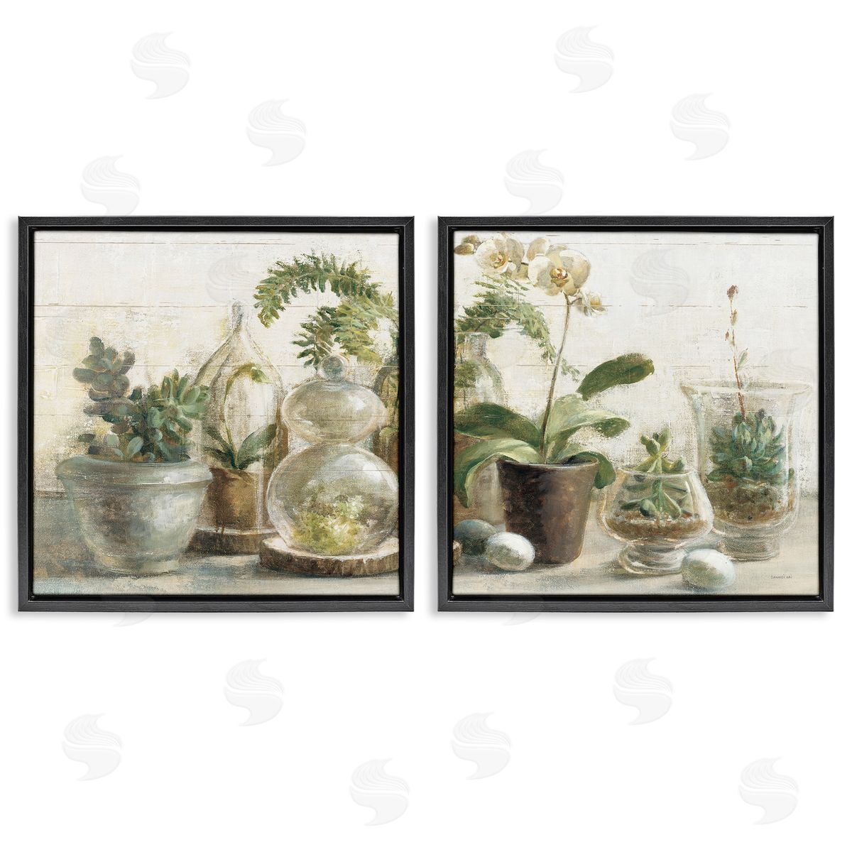 Succulent House Plants Country Charm Black Floating Frame Canvas Wall Art, Home Decor by Danhui Nai