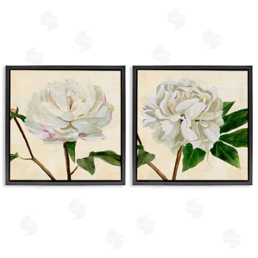 Annie Warren White Peonies with Pink Petal Details Black Floating Frame Canvas Wall Art Print