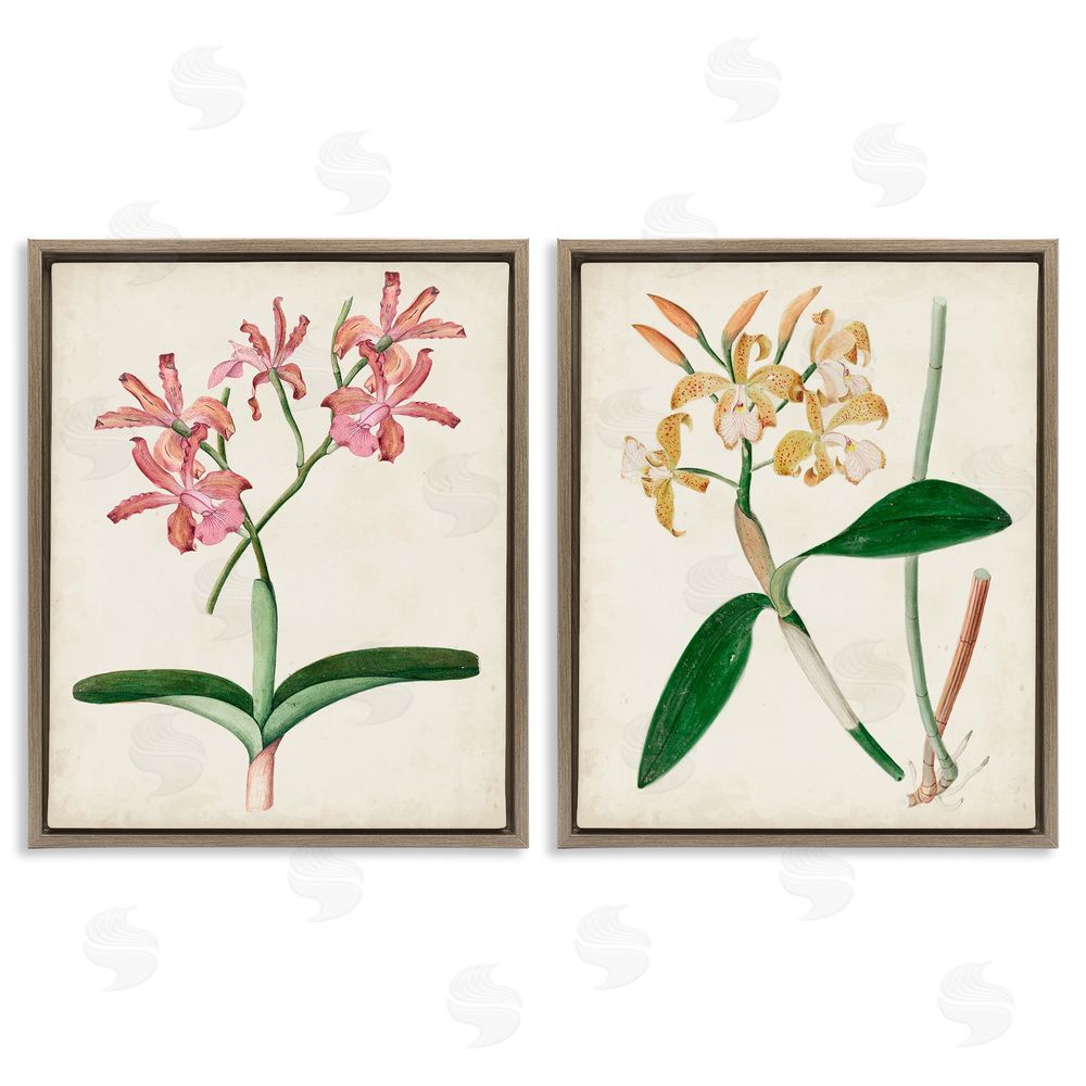 Unknown Artist Vintage Orchid Illustration Pink Yellow Florals Brown Floating Frame Canvas Wall Art Print