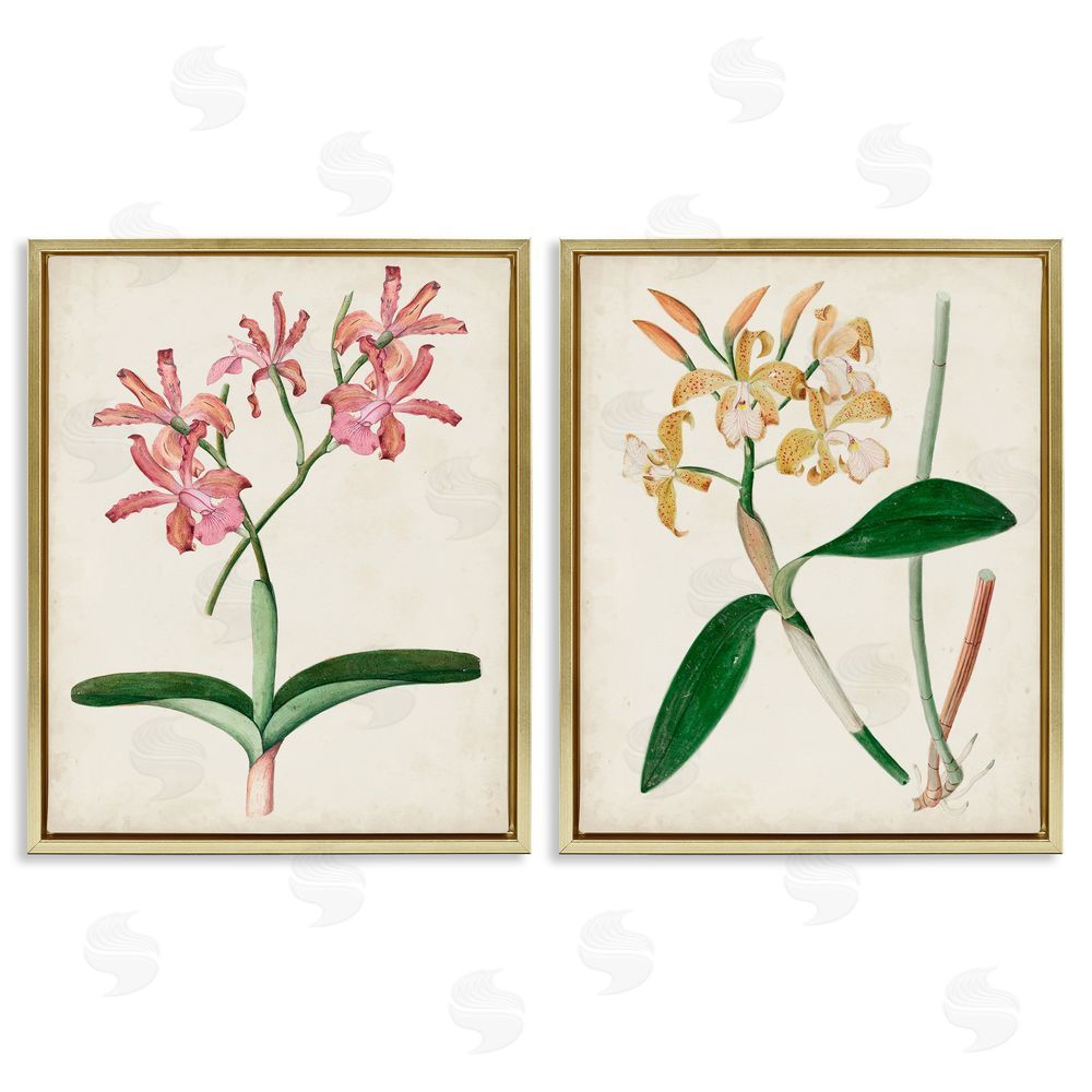 Unknown Artist Vintage Orchid Illustration Pink Yellow Florals Gold Floating Frame Canvas Wall Art Print