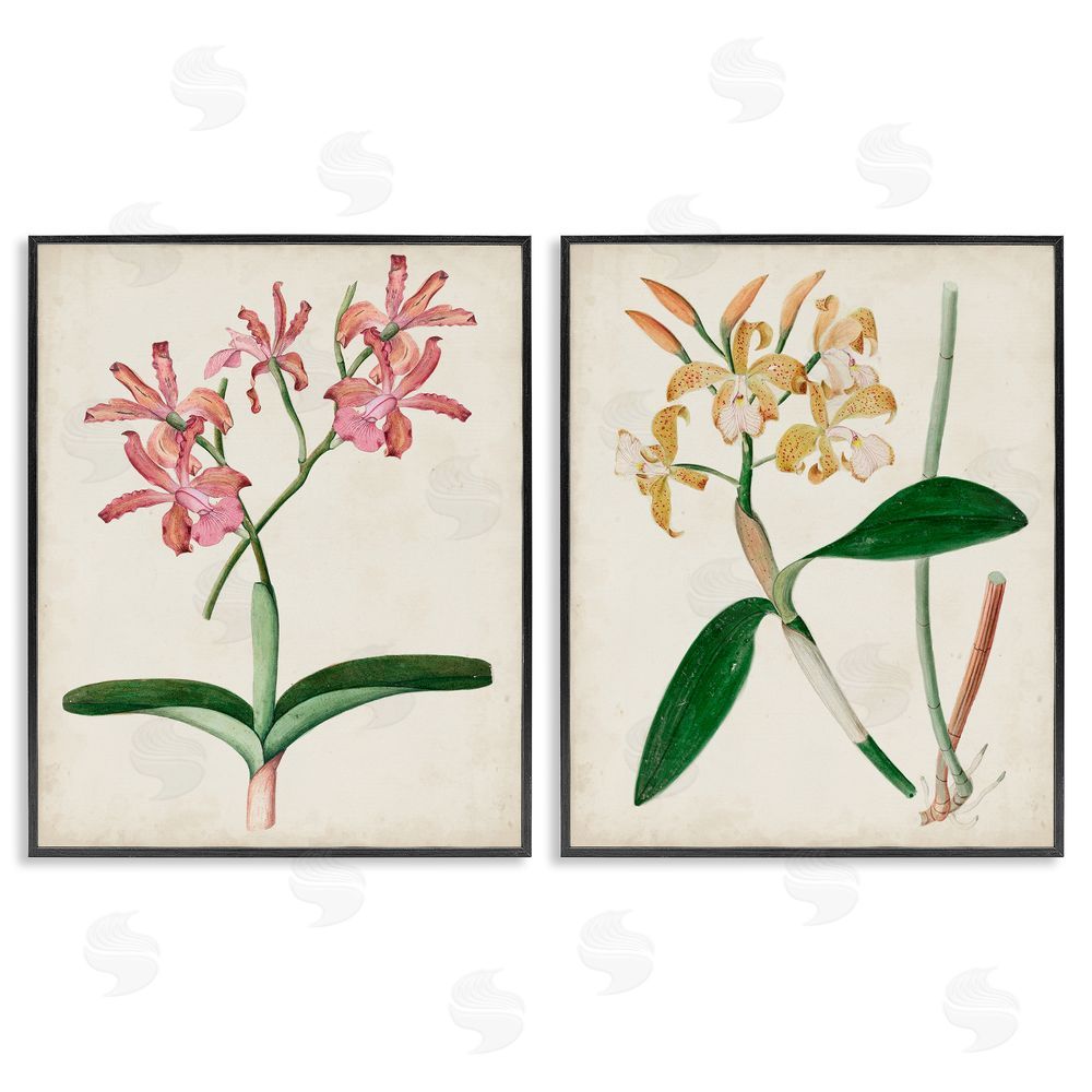Unknown Artist Vintage Orchid Illustration Pink Yellow Florals Black Framed Giclee Wall Art Print