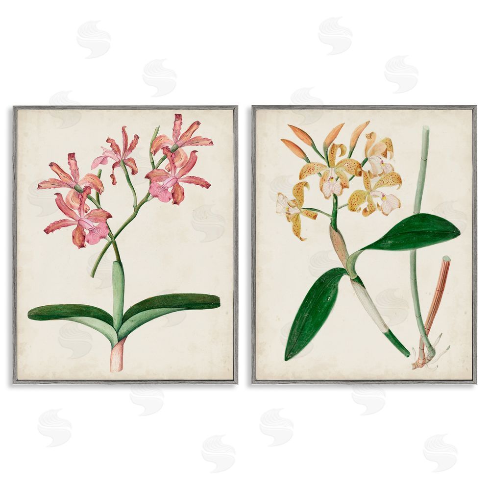 Unknown Artist Vintage Orchid Illustration Pink Yellow Florals Gray Framed Giclee Wall Art Print