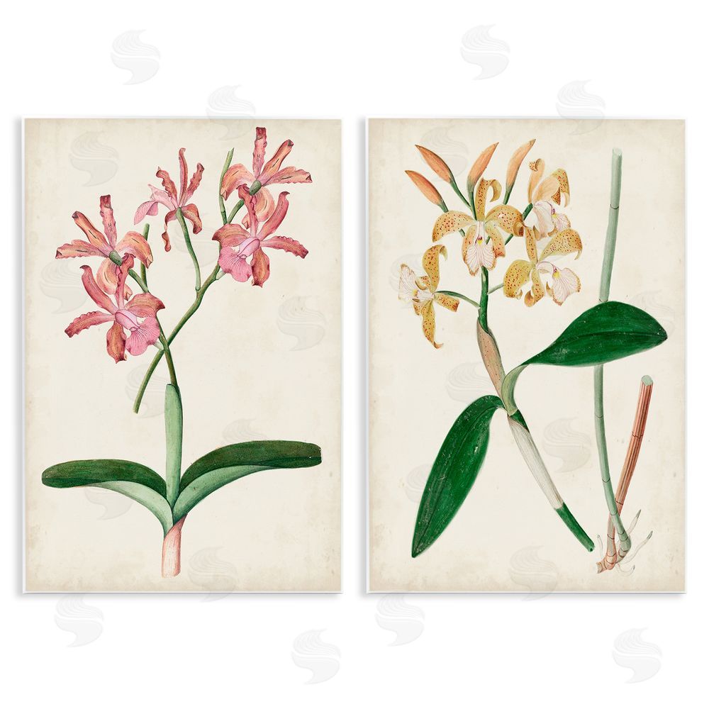 Unknown Artist Vintage Orchid Illustration Pink Yellow Florals Wooden Wall Plaque Art Print