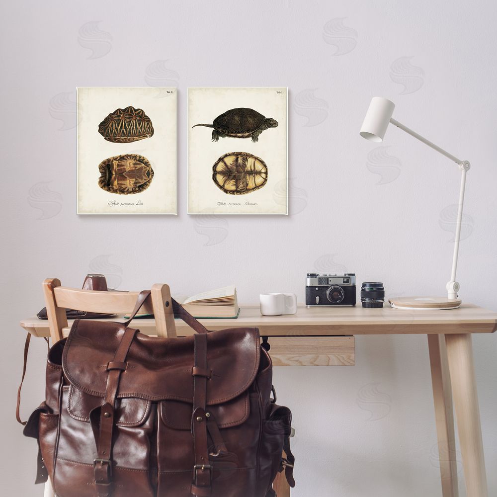 Unknown Artist Study of Antique Turtles Shells Latin Script Canvas Wall Art Print in Room