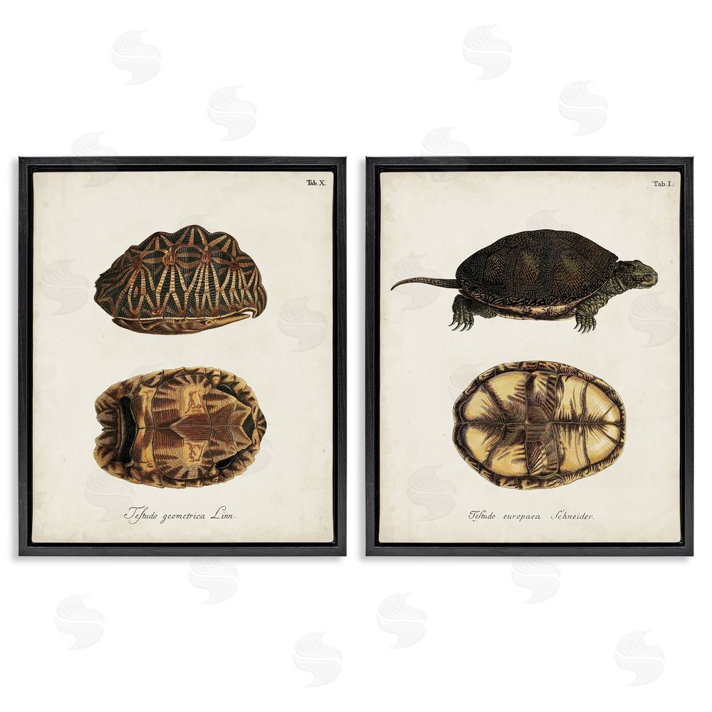 Unknown Artist Study of Antique Turtles Shells Latin Script Black Floating Frame Canvas Wall Art Print