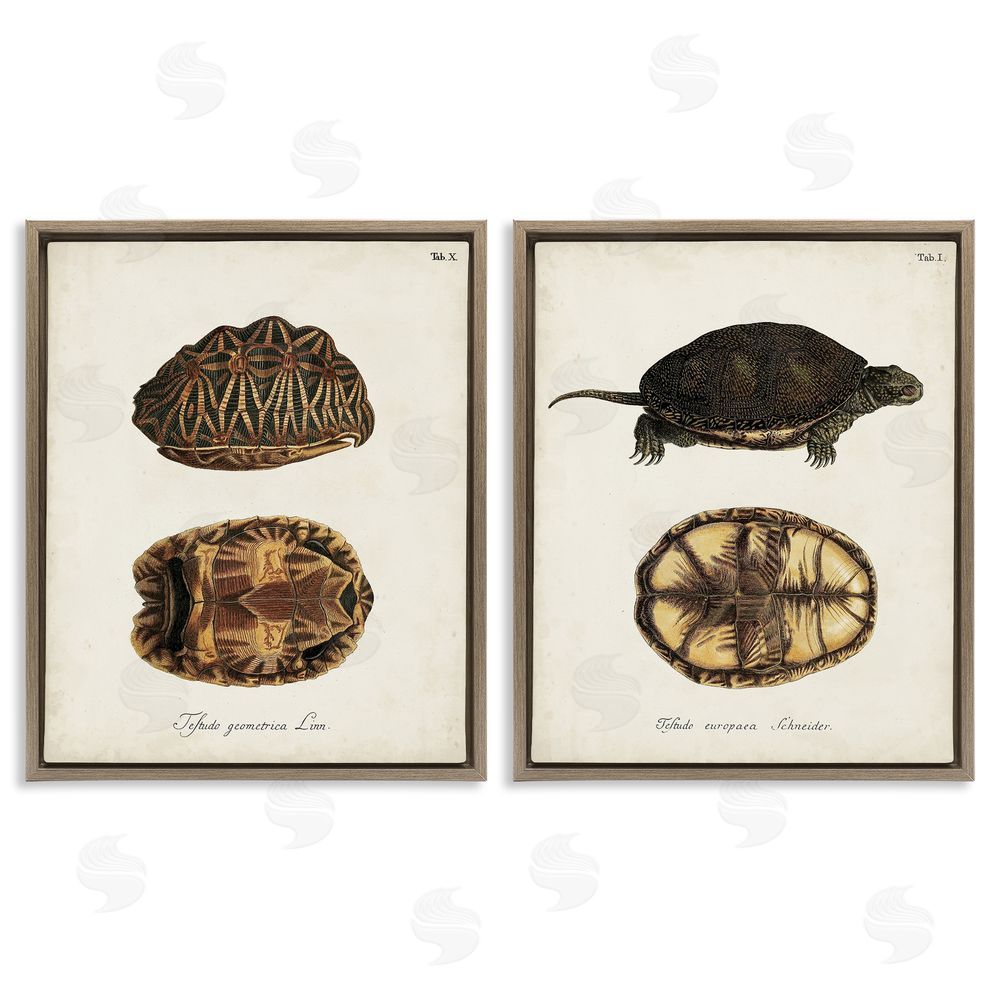 Unknown Artist Study of Antique Turtles Shells Latin Script Brown Floating Frame Canvas Wall Art Print