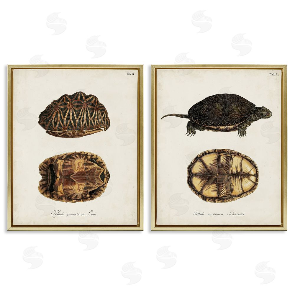 Unknown Artist Study of Antique Turtles Shells Latin Script Gold Floating Frame Canvas Wall Art Print