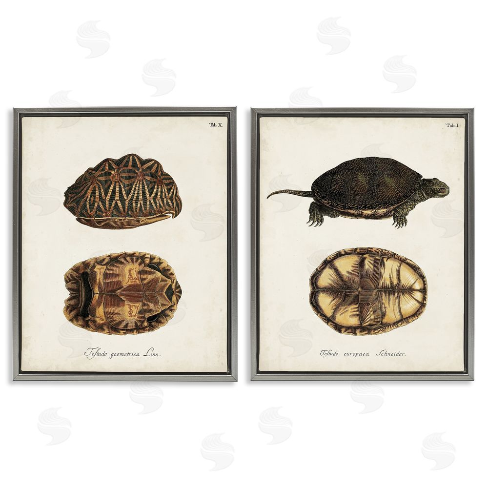 Unknown Artist Study of Antique Turtles Shells Latin Script Gray Floating Frame Canvas Wall Art Print