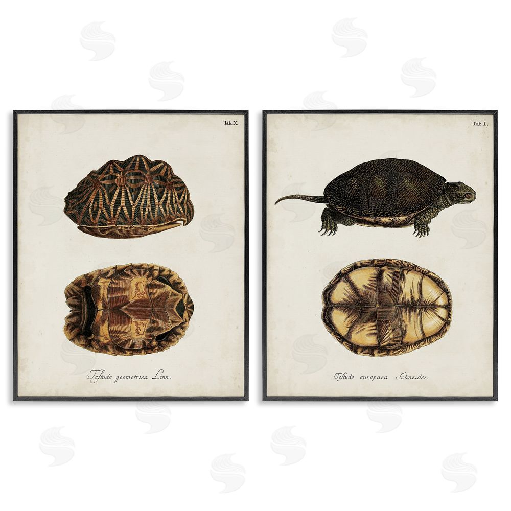 Unknown Artist Study of Antique Turtles Shells Latin Script Black Framed Giclee Wall Art Print