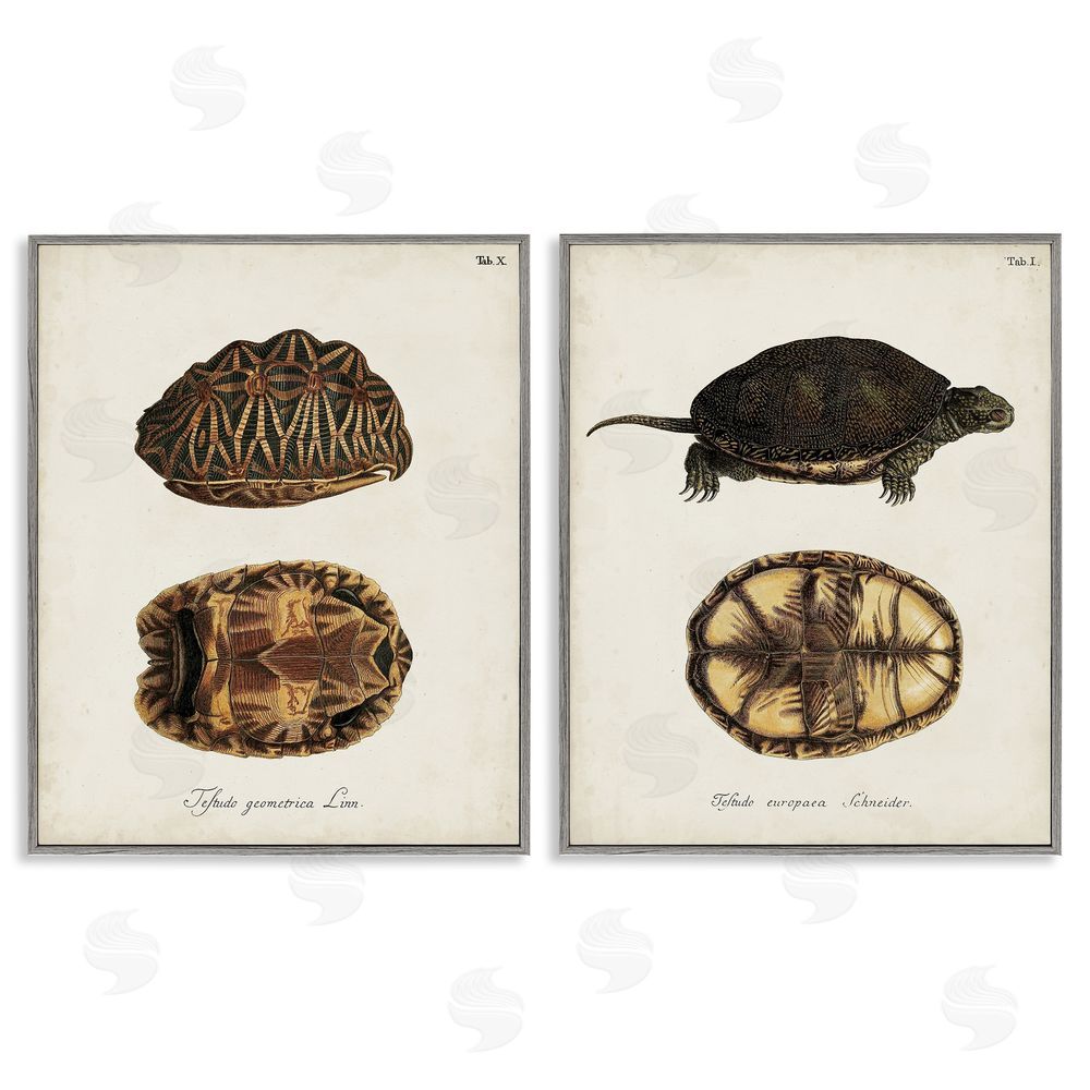 Unknown Artist Study of Antique Turtles Shells Latin Script Gray Framed Giclee Wall Art Print