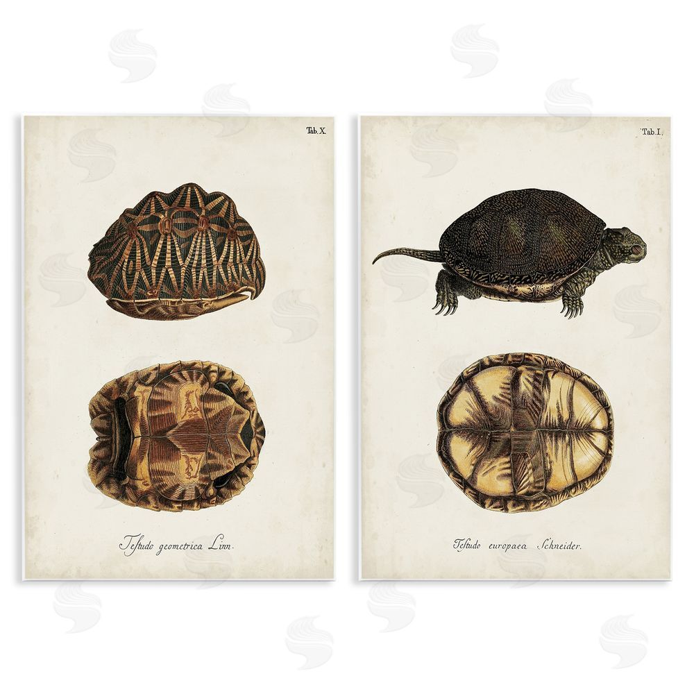 Unknown Artist Study of Antique Turtles Shells Latin Script Wooden Wall Plaque Art Print