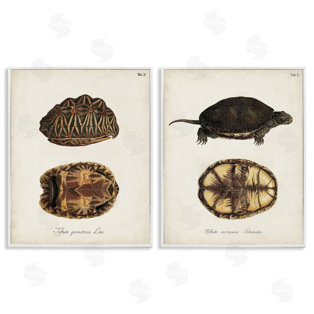 Unknown Artist Study of Antique Turtles Shells Latin Script White Framed Giclee Wall Art Print