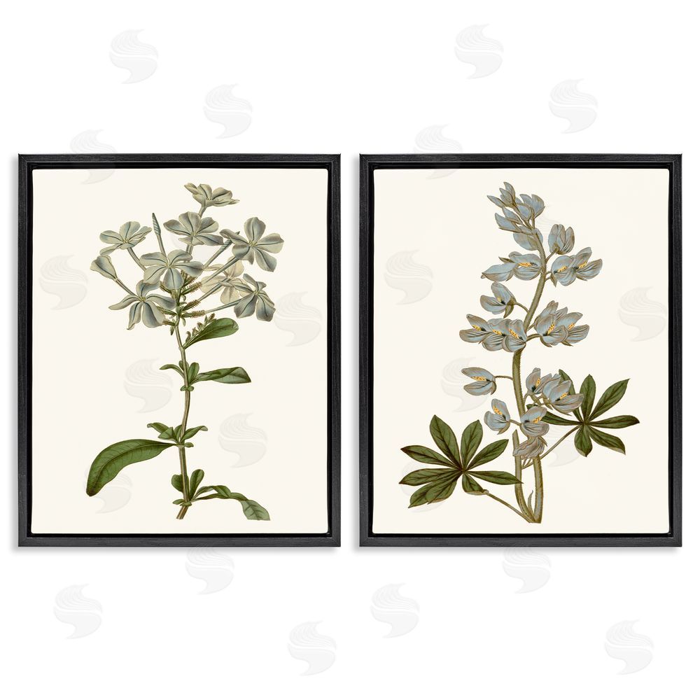 Curtis Vintage Illustrated Study of Blue Botanicals Black Floating Frame Canvas Wall Art Print
