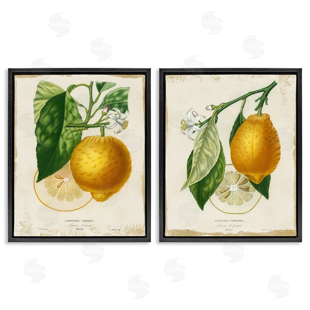 Studio W Floral Lemon Branch with French Script Black Floating Frame Canvas Wall Art Print
