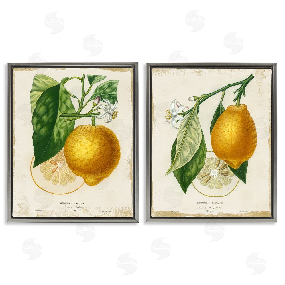 Studio W Floral Lemon Branch with French Script Gray Floating Frame Canvas Wall Art Print