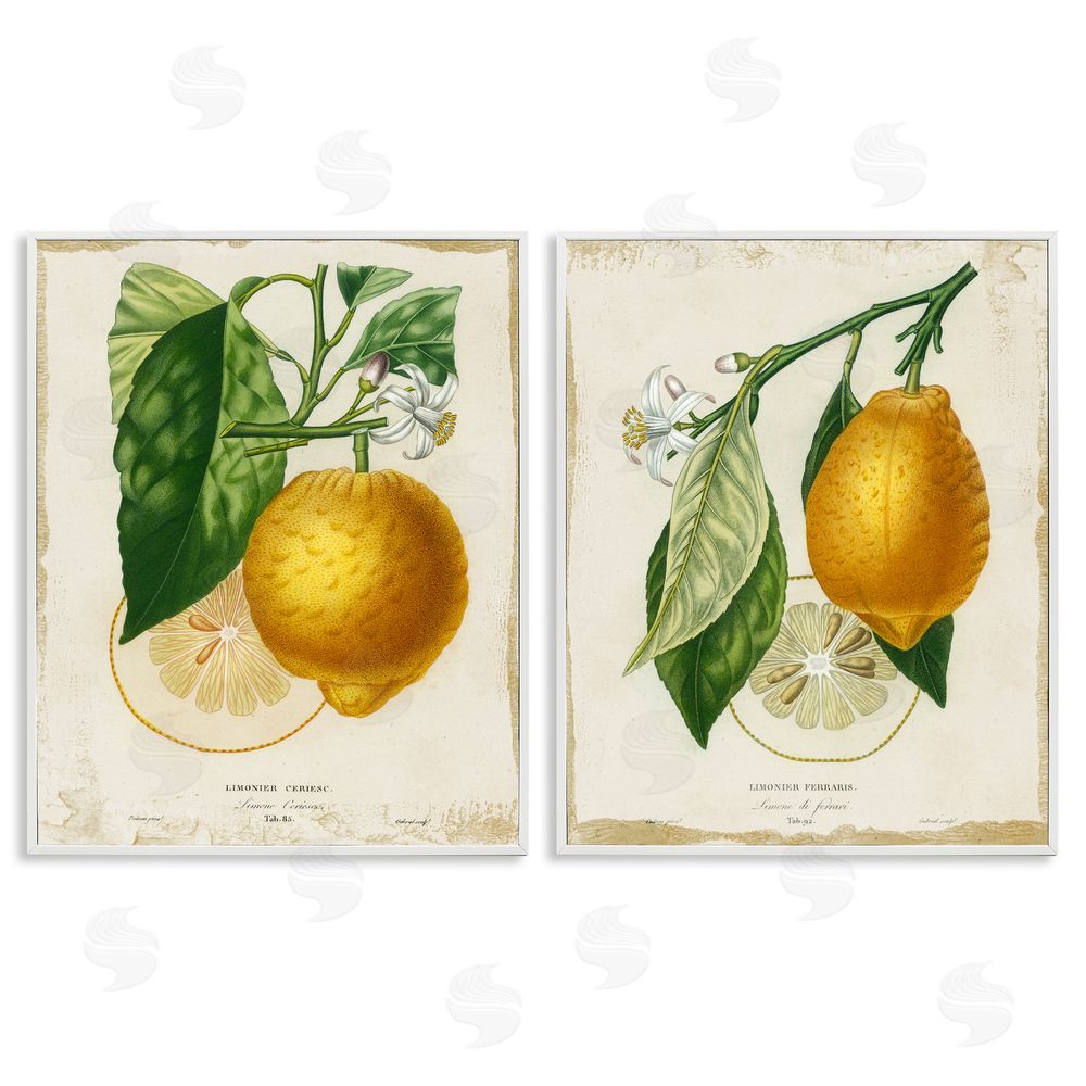 Studio W Floral Lemon Branch with French Script White Framed Giclee Wall Art Print