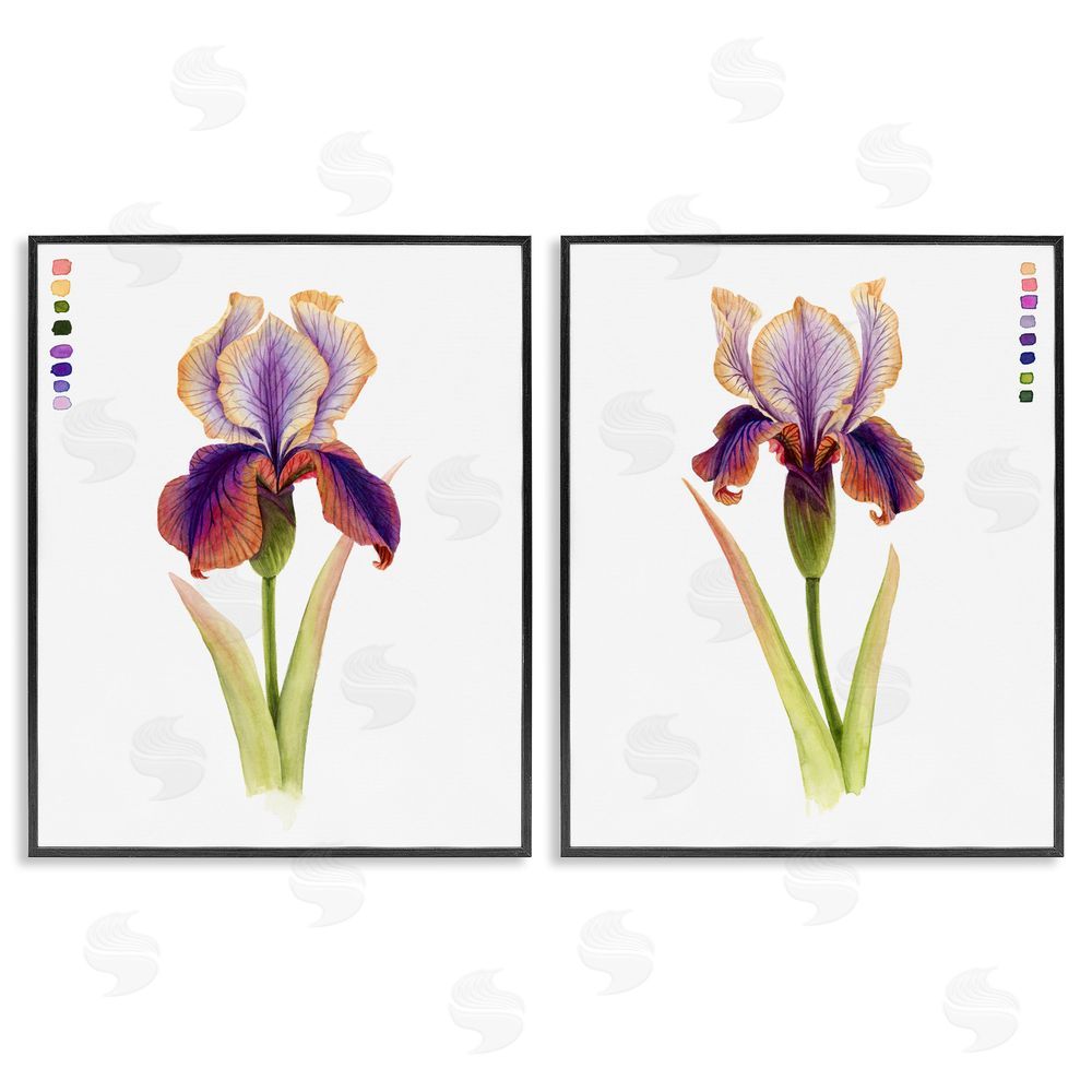 Grace Popp Orange Purple Iris with Color Key Black Framed Giclee Wall Art Print