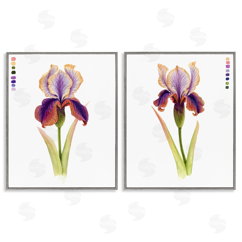 Grace Popp Orange Purple Iris with Color Key Gray Framed Giclee Wall Art Print