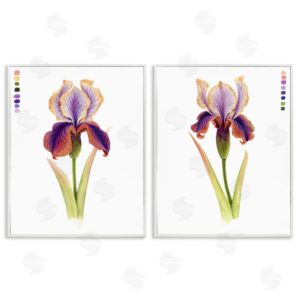 Grace Popp Orange Purple Iris with Color Key White Framed Giclee Wall Art Print