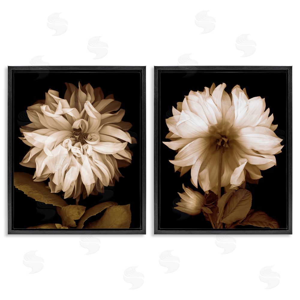 Caroline Kelly Sepia Chrysanthemum Flower Blooms Black Floating Frame Canvas Wall Art Print