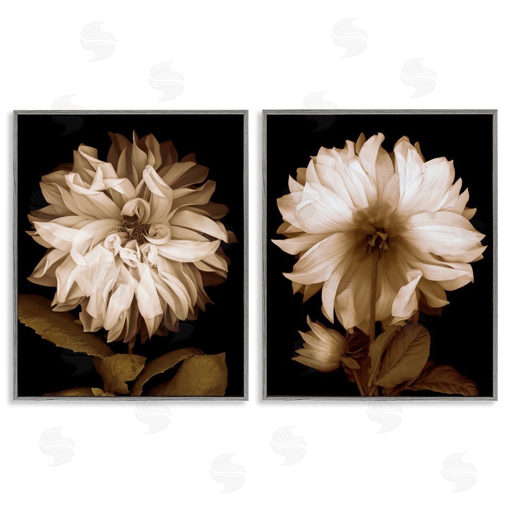 Caroline Kelly Sepia Chrysanthemum Flower Blooms Gray Framed Giclee Wall Art Print