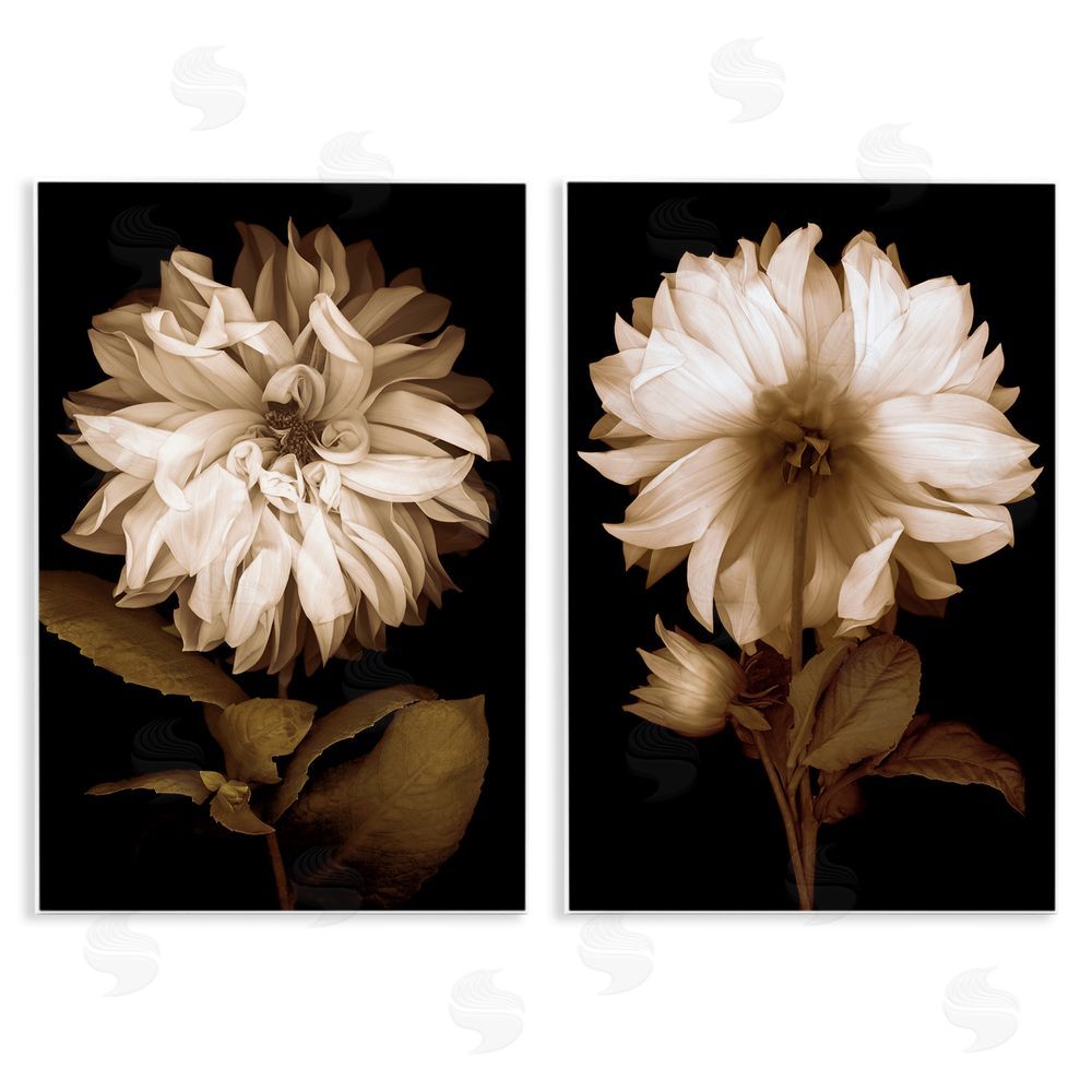 Caroline Kelly Sepia Chrysanthemum Flower Blooms Wooden Wall Plaque Art Print