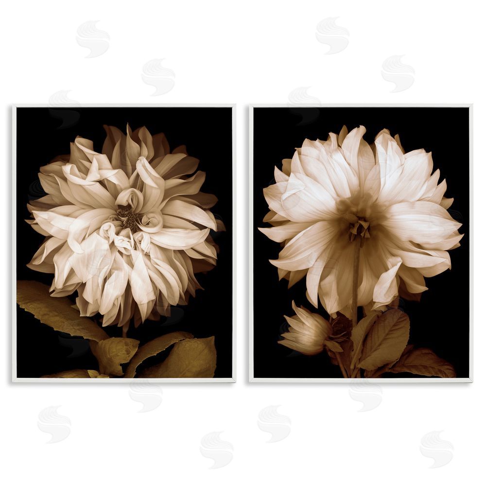 Caroline Kelly Sepia Chrysanthemum Flower Blooms White Framed Giclee Wall Art Print