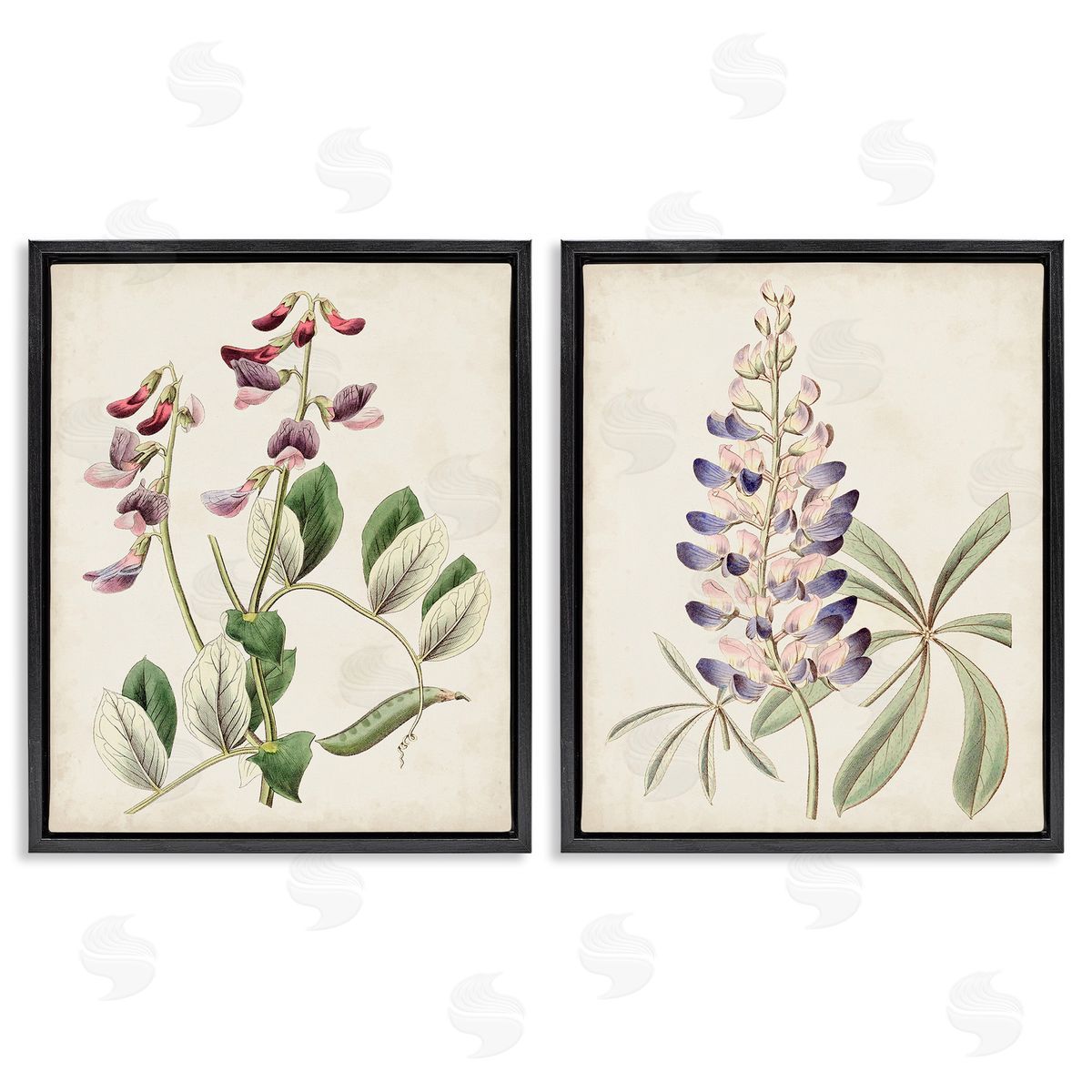 Ridgeway Foxglove Latin Studies Black Floating Frame Canvas Wall Art Print