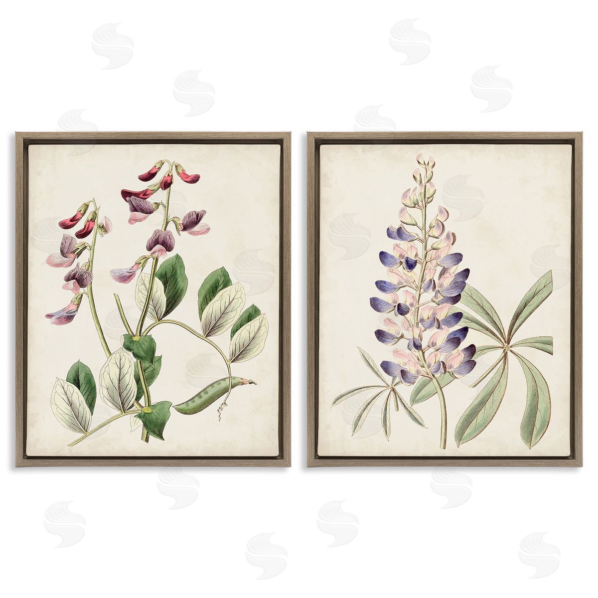 Ridgeway Foxglove Latin Studies Brown Floating Frame Canvas Wall Art Print
