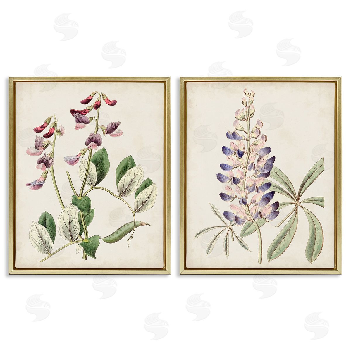 Ridgeway Foxglove Latin Studies Gold Floating Frame Canvas Wall Art Print