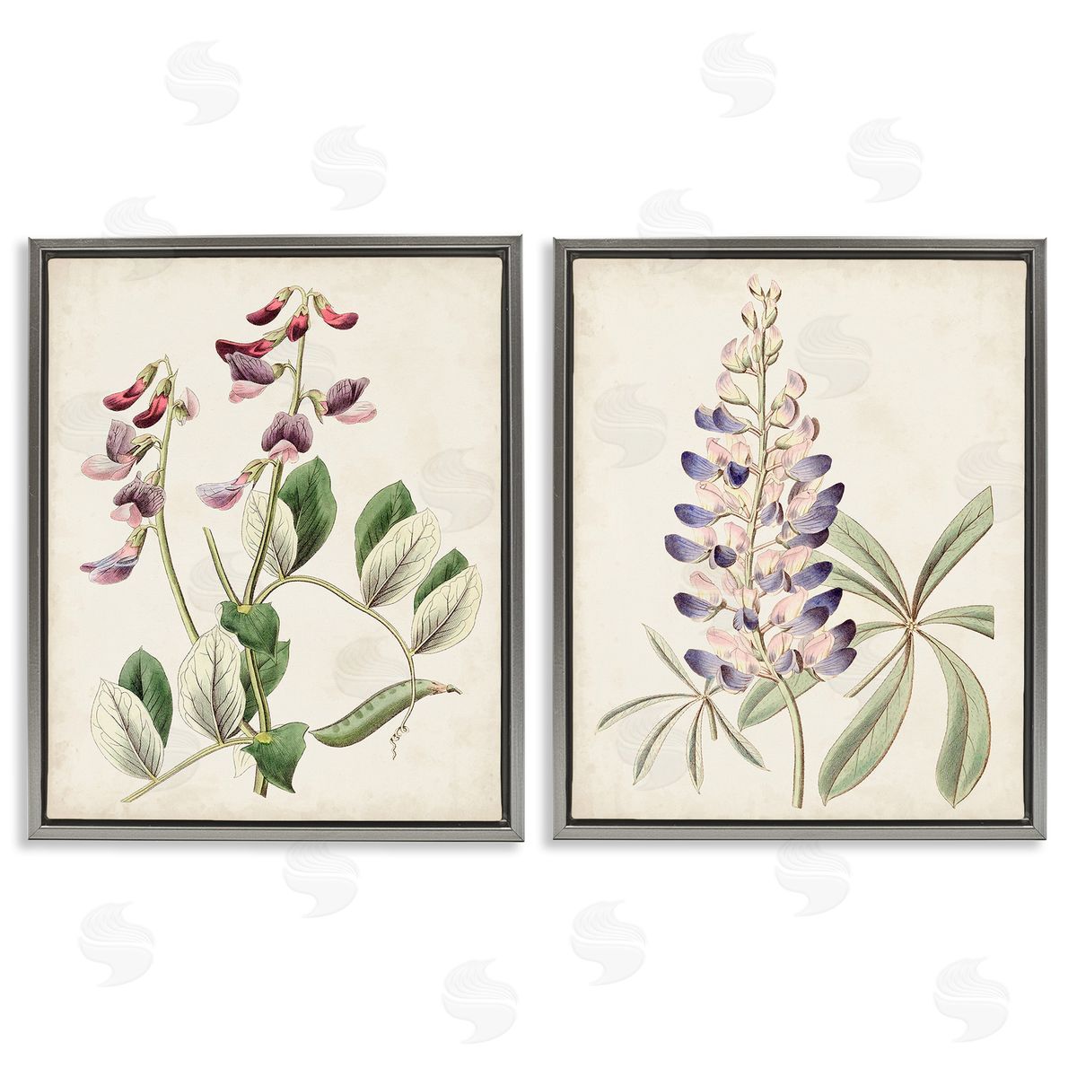Ridgeway Foxglove Latin Studies Gray Floating Frame Canvas Wall Art Print
