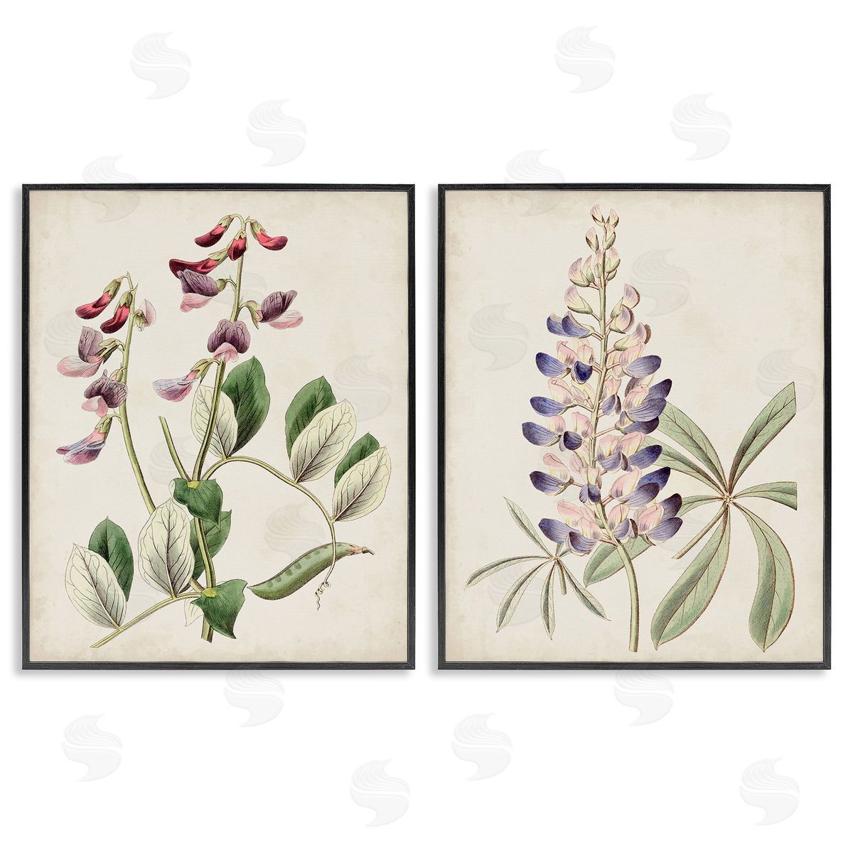Ridgeway Foxglove Latin Studies Black Framed Giclee Wall Art Print