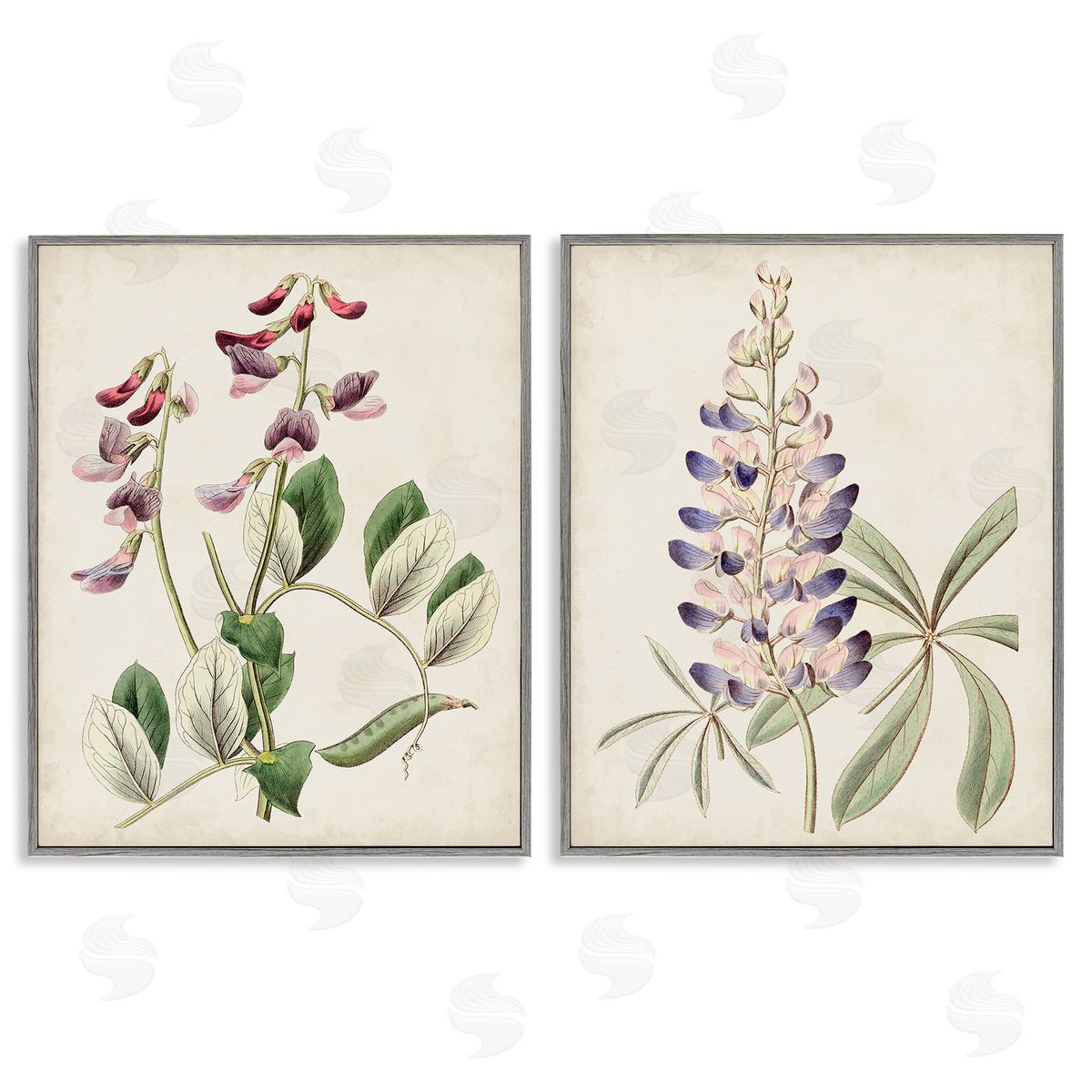 Ridgeway Foxglove Latin Studies Gray Framed Giclee Wall Art Print