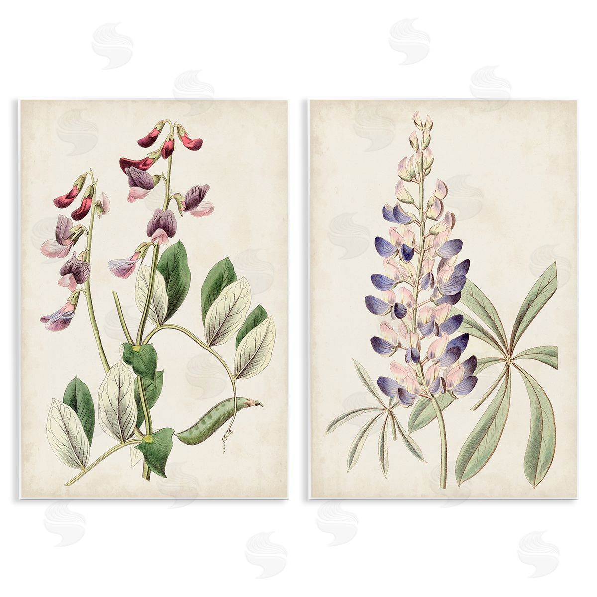 Ridgeway Foxglove Latin Studies Wooden Wall Plaque Art Print