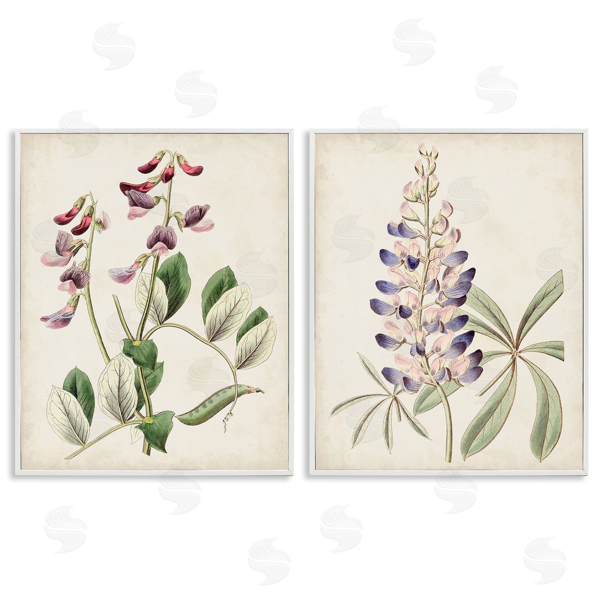 Ridgeway Foxglove Latin Studies White Framed Giclee Wall Art Print