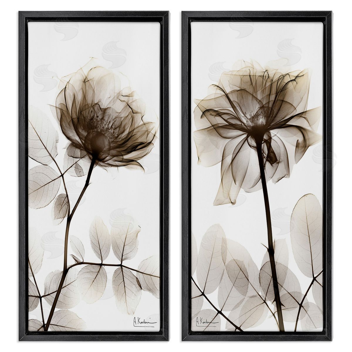 Albert Koetsier Natural Modern Blooms Black Floating Frame Canvas Wall Art Print