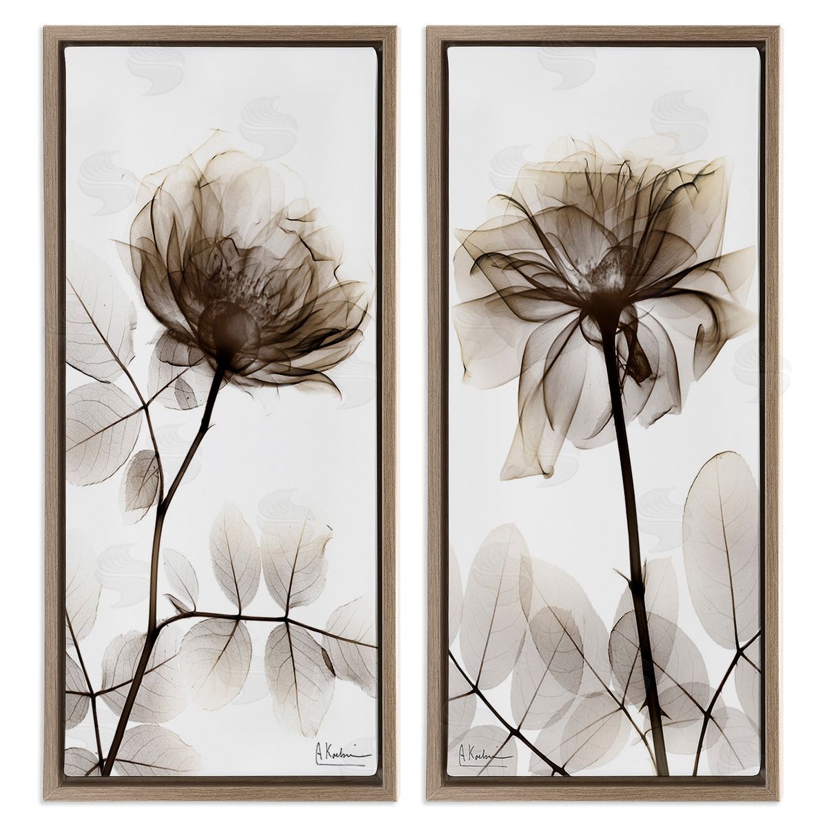 Albert Koetsier Natural Modern Blooms Brown Floating Frame Canvas Wall Art Print