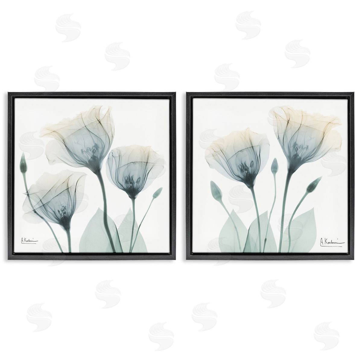 Albert Koetsier Budding Opaque Tulips Black Floating Frame Canvas Wall Art Print