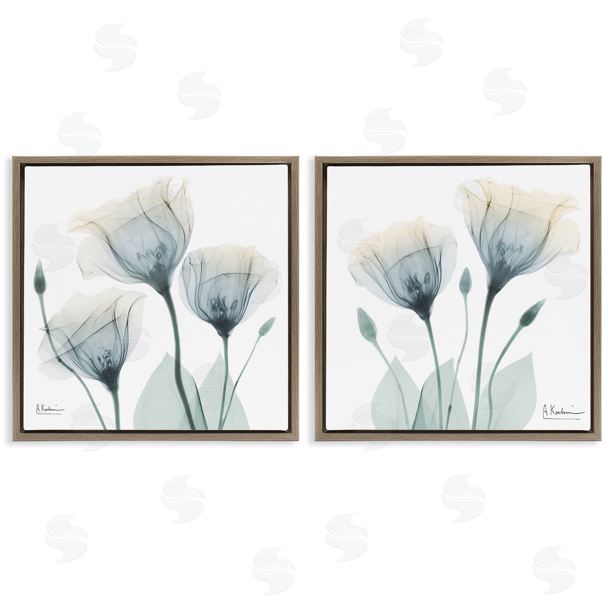Albert Koetsier Budding Opaque Tulips Brown Floating Frame Canvas Wall Art Print