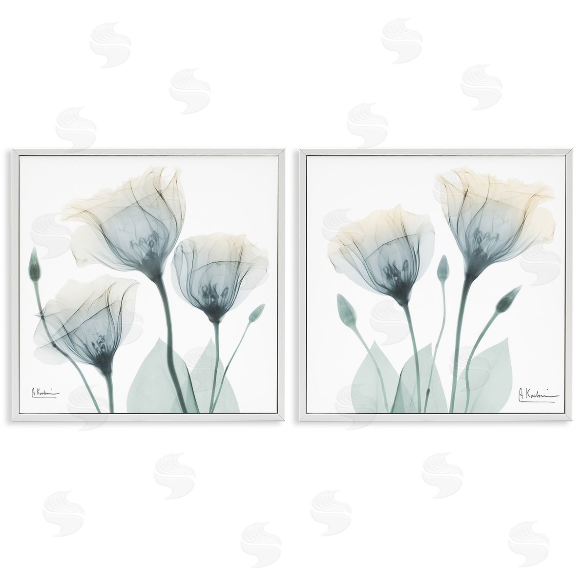 Albert Koetsier Budding Opaque Tulips White Framed Giclee Wall Art Print