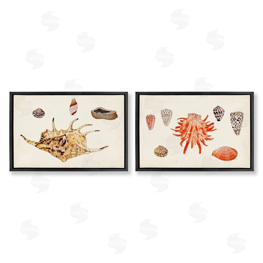 Vision Studio Antique Shell Anthology Black Floating Frame Canvas Wall Art Print