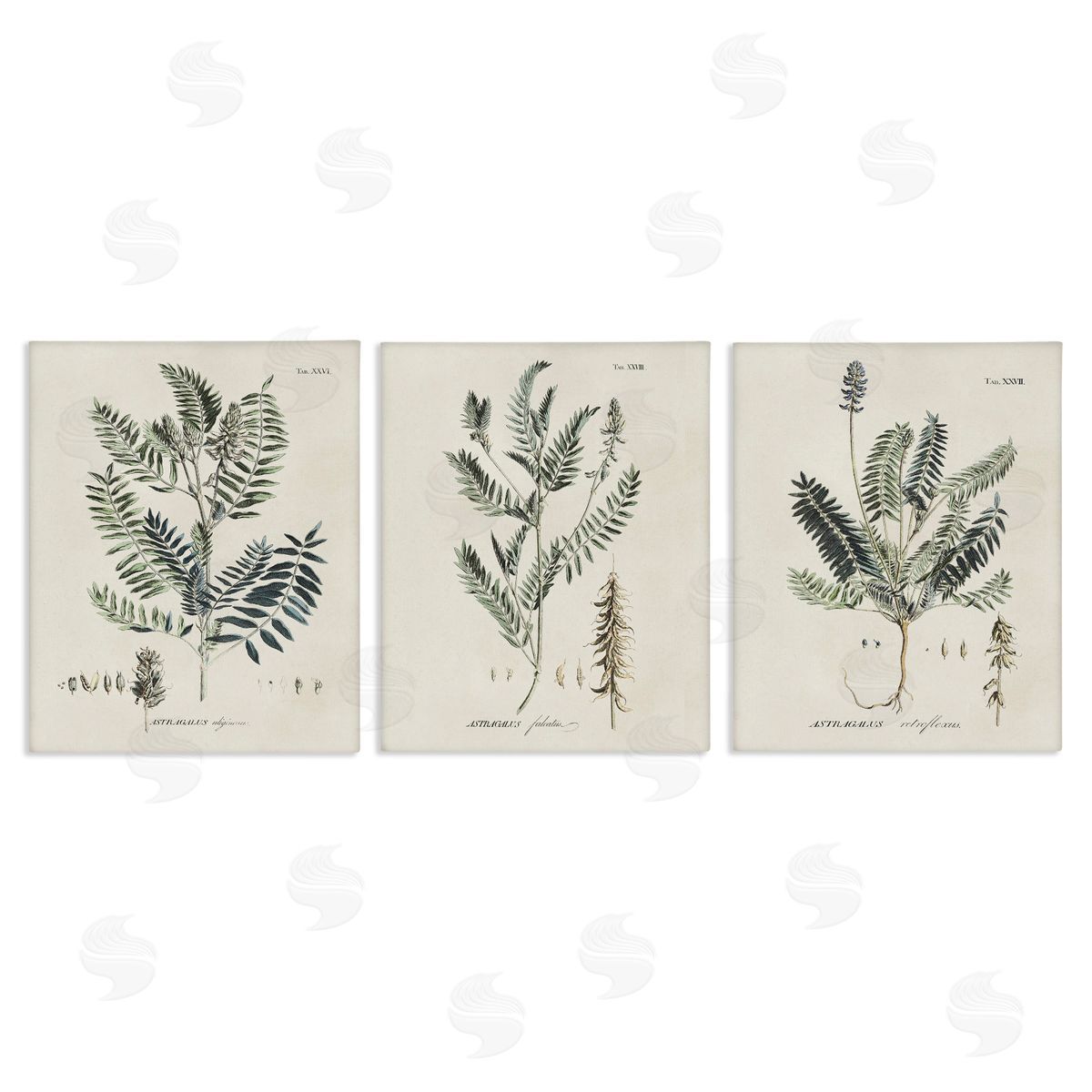 Green Botanical Latin Study Canvas Wall Art, Home Decor by Martini