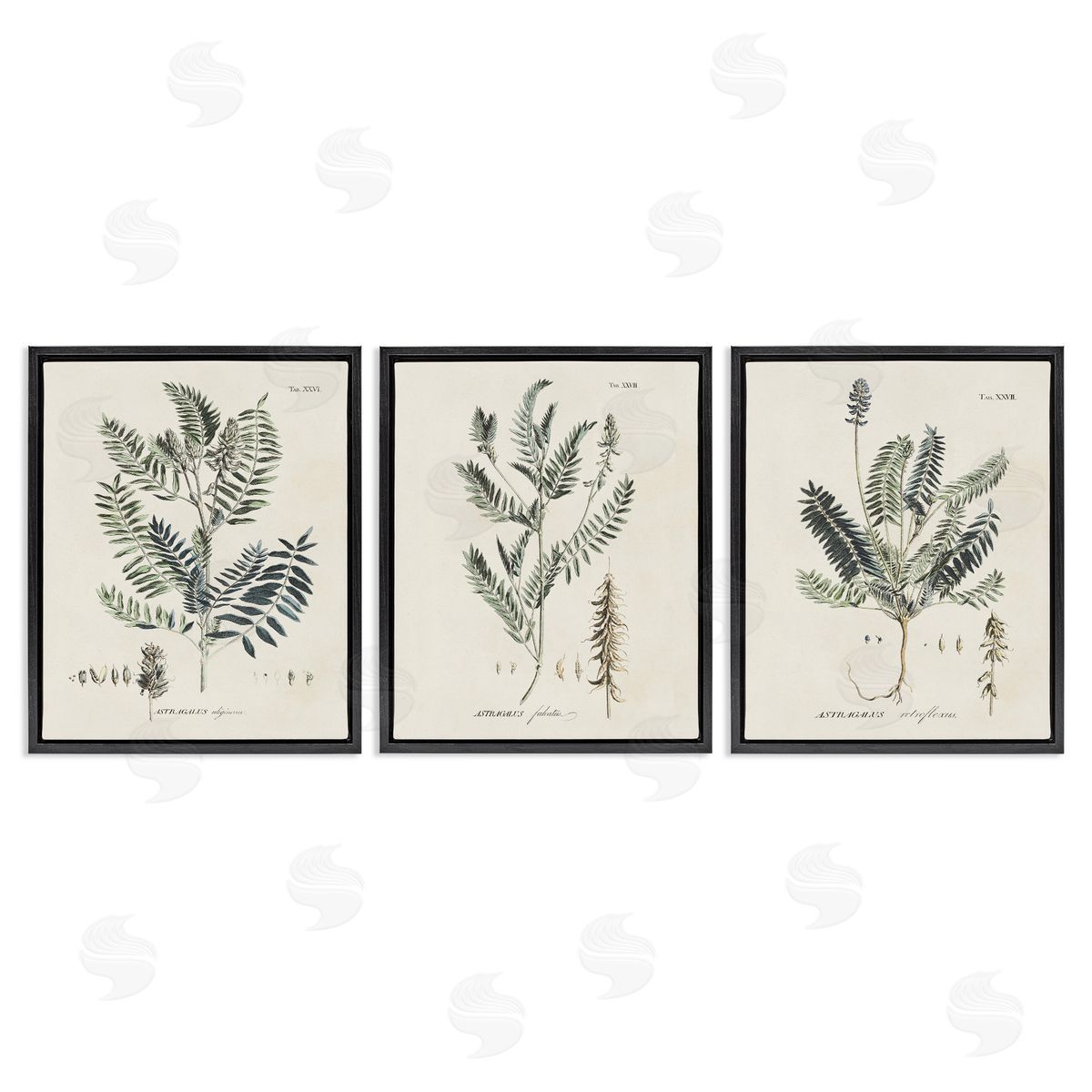 Green Botanical Latin Study Black Floating Frame Canvas Wall Art, Home Decor by Martini