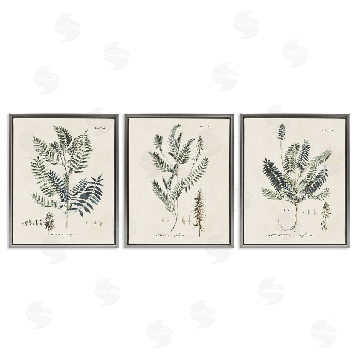 Green Botanical Latin Study Grey Floating Frame Canvas Wall Art, Home Decor by Martini