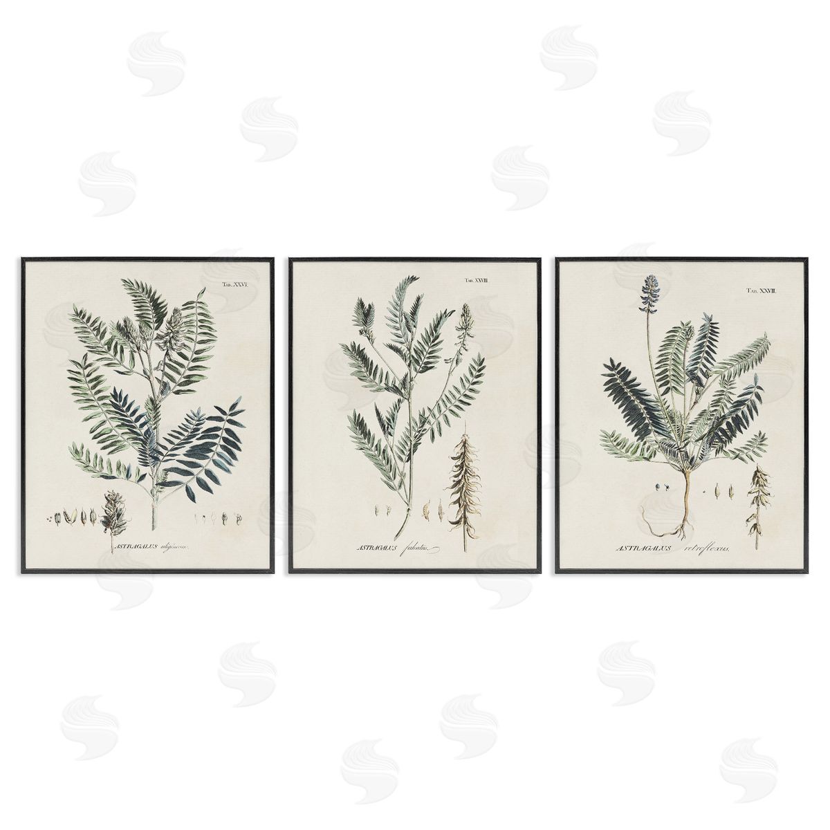 Green Botanical Latin Study Black Frame Print Wall Art, Home Decor by Martini